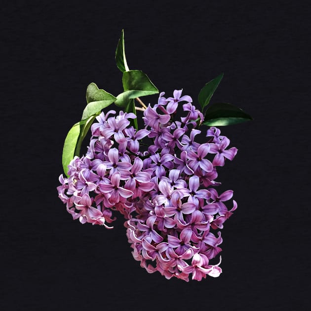 Lilacs - Delicate Pink Lilacs by SusanSavad